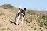 FOX TERRIER POIL LISSE 093